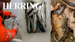 Herring catch and cook with the simplest recipe