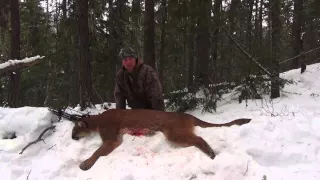 Archery Cougar Hunt / Mt. lion Hunt - Stuck N the Rut 65