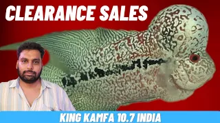 top quality kamfa breeding pairs | king kamfa 10.7 clearance sale | kolathur fish market