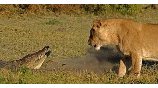 Beast vs Beast/Лев против...Lion vs crocodile,elephant,wild boar..Лев против кабана.ЖЕСТЬ!!!