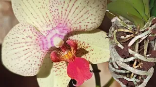 Моя новинка. Орхидея Phalaenopsis Maya, пересадка, проверяю корни. Описание.