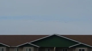 Winged Migration 2017