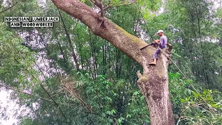 EXCELLENT !! Cut down a half century old Trembesi tree.