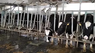 Доильный зал Параллель - вход коров на доильную площадку