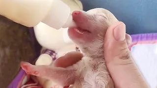 The man found a newborn puppy with unopen eyes in the garbage, caring for it every day like a baby