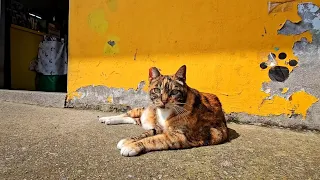 Fluffy nap ❗️ Stray cat enjoying the spring sunshine