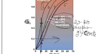 Hemoglobin Myoglobin part 4