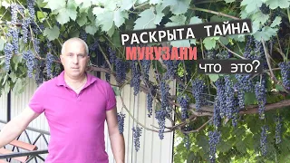 Виноград Мукузани кто он или что это? Раскрыта тайна его происхождения.//Mukuzani grapes.