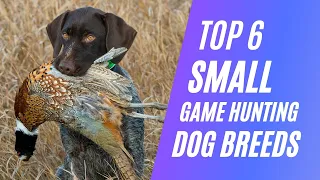 Top 6 Small Game Hunting Dog Breeds