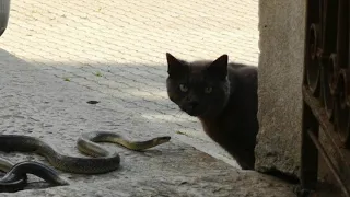 Шок змеиное гнездо под порогом дома. Snake and cat