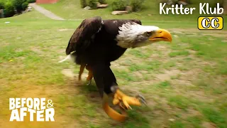 Bald Eagle Walks Around Instead Of Flying Because... | Before & After Makeover Ep 68