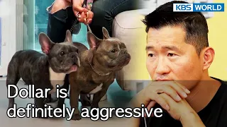 Dollar is definitely aggressive [Dogs are incredible : EP.135-3] | KBS WORLD TV 220816