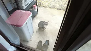 Stray cat appeared in the garden #1 A month after moving, a cat suddenly appeared in the yard.