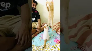 My husband   I don't want cat    Actually any kind of pet  And also my husband ‍♀   From “No pet” da