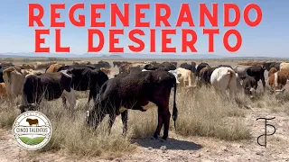 Usando Vacas Para Regenerar el Desierto