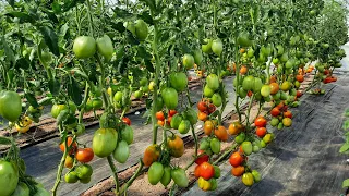 Супер урожайные томаты с вытянутыми плодами
