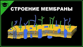 КЛЕТОЧНАЯ МЕМБРАНА строение функции ЕГЭ ОГЭ