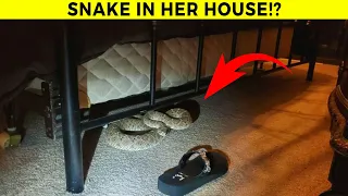 Snakes Invading Homes Caught On Camera