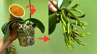 Few People Will Do This, Weak Orchid Will Grow Roots Immediately Without Withering Leaves