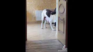 Собака мать ворует еду 🤪