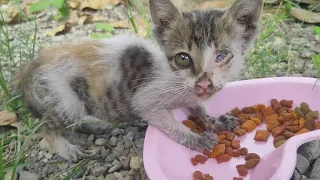 A Pitty Hungry Kitten Eat Food Greedily