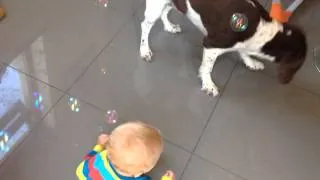 Playing bubbles with springer spaniel Jacsen at 9 months old