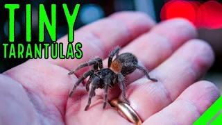 Top 10 DWARF Tarantulas! YOU NEED a Tiny Tarantula