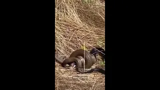 Australian snake fights for its life as other snake swallows it whole