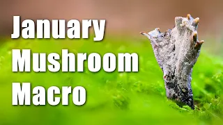 Mushroom Macro in January!