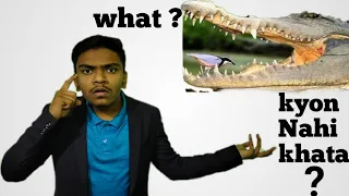 Why Crocodile Doesn't Eat Egyptian Plover Bird//tuber Adnan//facts.