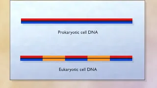 REVERSE TRANSCRIPTION: SYNTHESIS OF DNA FROM RNA 🧬💡