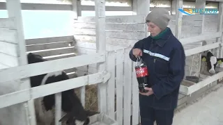 Популярный газированный напиток для телят