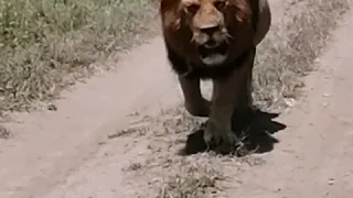 Really male Lion