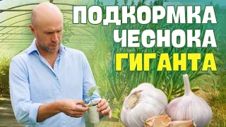 Весенняя ПОДКОРМКА чеснока для РЕКОРДНОГО урожая