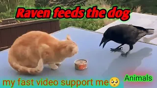 Raven feeds the dog _ crow _ পশু-পাখী _ Raven feeds the inner palace _ raven vs crow _ কুকুরের ভিডিও