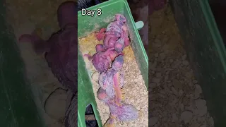 30 Days in 60 Second Budgie Growth Stages