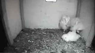 Barn Owl Trust Live Webcam: Owlet fast asleep!