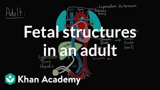 Fetal structures in an adult | Circulatory system physiology | NCLEX-RN | Khan Academy