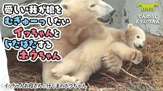【天王寺動物園】愛しい我が娘をムギューっと抱きしめたいイッちゃんと じたばたするホウちゃん♪ [Tennouji Zoo]  Polar Bear Icchan and Houchan