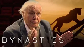 David Attenborough On Dynasties | BBC Earth