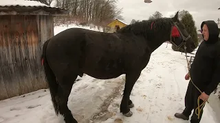 ЖЕРЕБЕЦЬ НА ПАРОВКУ/КОНІ ВАГОВОЗИ/horses in Ukraine