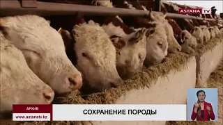 «Казахская белоголовая порода КРС на грани исчезновения» - депутат