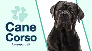 Cane Corso Italiano im Rasseportrait | Starker Charakter mit großen Arbeitswillen