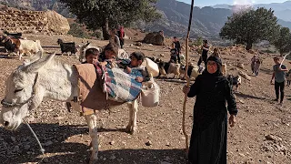 Acorn Harvesting Season _ Village Lifestyle of Iran (2022)