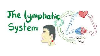 The Lymphatic System, All you need to know.