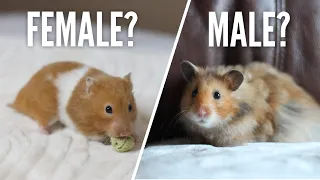 Female or Male Hamsters?
