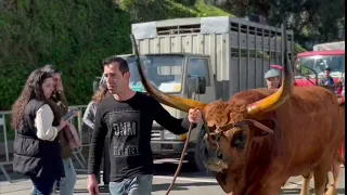 Feria de Ganado. Braga Portugal, toros top raza Barrosa, increíbles ejemplares Holstein.
