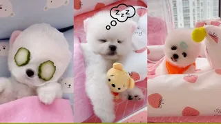 Funny and Cute Pomeranian Videos 🐶😍 Cutest Animals | Cutest Puppies #8