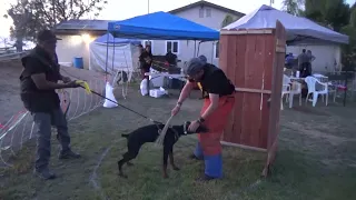 Doberman Puppy training for French Ring