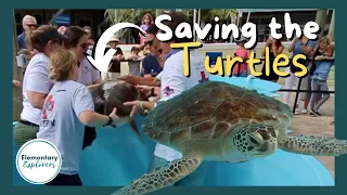 A Working Sea Turtle Hospital - Loggerhead Marinelife Center - Juno Beach, Florida